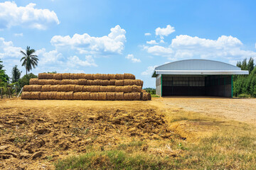 View of dried sugarcane leaves rolled into circular motion after harvesting sugar cane. Farmers...