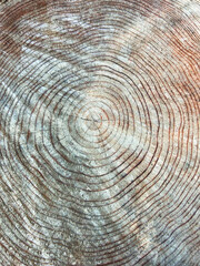 切り株のアップ