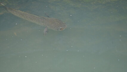 Snakehead or Channa orientalis Fish inside the water. 
Channa is a genus of predatory fish in the family channidae, native to fresh water habitats in asia. Asiatic Snakehead is a freshwater fish.