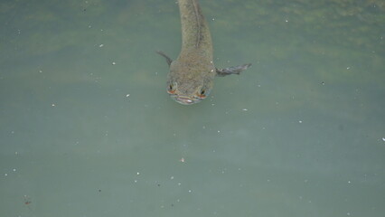 Snakehead or Channa orientalis Fish inside the water. 
Channa is a genus of predatory fish in the family channidae, native to fresh water habitats in asia. Asiatic Snakehead is a freshwater fish.
