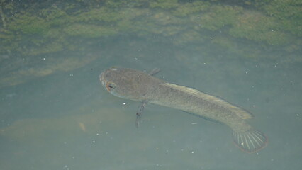 Snakehead or Channa orientalis Fish inside the water. 
Channa&nbsp;is a&nbsp;genus&nbsp;of predatory&nbsp;fish&nbsp;in the&nbsp;family&nbsp;channidae, native to fresh water habitats in asia. Asiatic Snakehead is a freshwater fish.