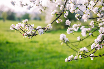 Blossom of apple tree in spring. Blooming branch in orchard. Natural background
