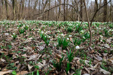 These flowers, also known as snowflakes, create a contrast with the brown leaves and bare trees stretching upwards.