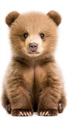 Obraz premium Adorable Brown Bear Cub Portrait on White Background
