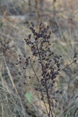 Close-up of lobelia; nordic plants; dry plants; dried seed capsule cluster on slender, branching stems; dry flowers; nordic nature