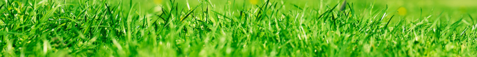 blurred Beautiful blur park landscape featuring trees green grass in the morning. wild spring flowers. Springtime summer season. summertime. Empty copy space Bokeh background shallow depth of field.
