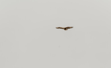 hawk in the sky