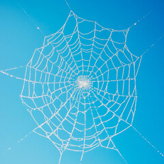 Obraz premium A clear Spider Web isolated on sky colo