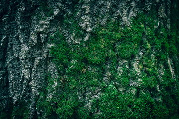 A close up of an old tree bark texture with green moss