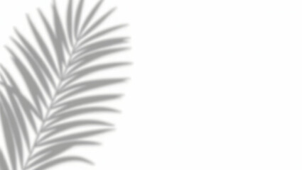 Natural palm leaf shadows isolated on transparent background.