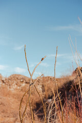 small butterfly on a dry branch