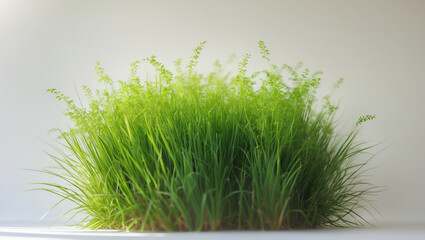 Fototapeta premium Green grass on white background