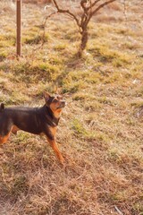 Playful pinscher waiting for a command