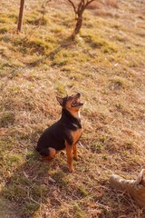 Playful pinscher waiting for a command