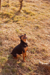 Playful pinscher waiting for a command