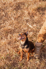 Playful pinscher waiting for a command