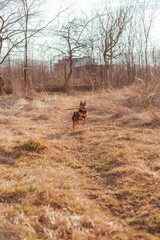 Playful pinscher waiting for a command