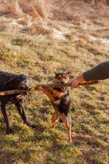 dogs playing in the park