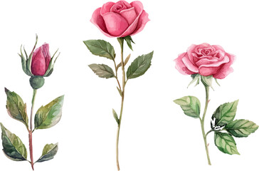 Obraz premium bouquet of pink roses