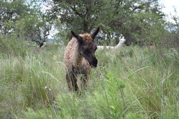 Ciervo de las praderas