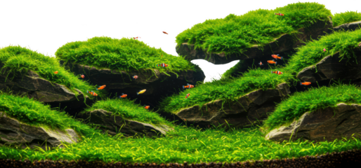Vibrant Aquatic Landscape Freshwater Fish Tank with Green Moss and Rocks