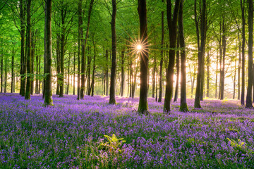 Vibrant blooming carpet of bluebells on the forest floor in a beautiful British woodland at sunrise.