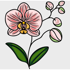 Obraz premium A stylized vector illustration of a pink orchid flower with green leaves and buds, featuring bold outlines and a simple, colorful design.