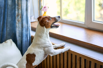 Cute dog Jack russel terrier standing on two legs