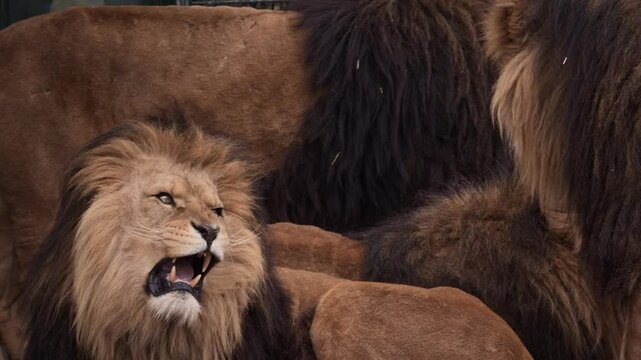 Closeup slow-motion footage of Four male lions roaring, and resting together in the zoo
