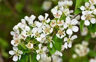 wild fruit trees and wild pear tree flowers

