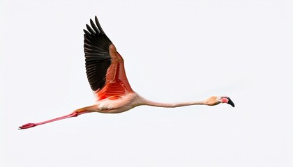 Fototapeta premium flying pink flamingo bird isolated on white or white background