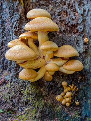 A cluster of wild hypholoma capnoides mushrooms growing on a tree trunk in central Washington, USA