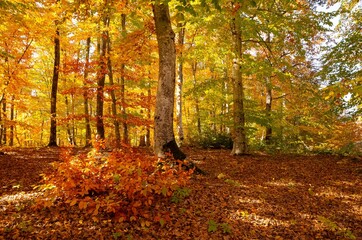 rural areas and landscapes. Autumn season and photos of trees and forests with yellowed leaves.