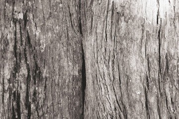 Black and white bark texture wood pattern, old wood, background image