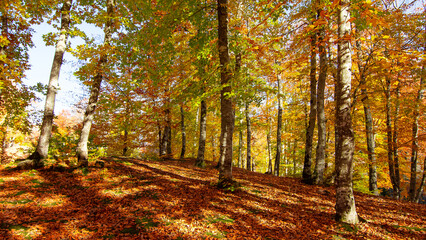 rural areas and landscapes. Autumn season and photos of trees and forests with yellowed leaves.