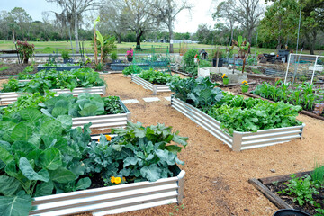 A vegetable garden featuring galvanized metal raised garden beds and wood shaving for mulch, a low maintenance ground cover.