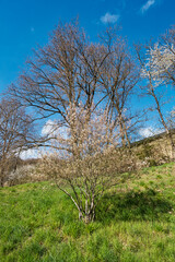 A small tree blooming in the Rheingau at the beginning of spring
