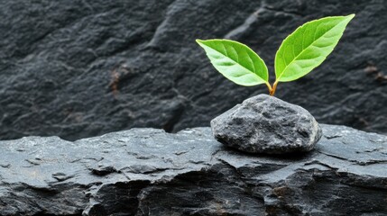 Vibrant green sprout emerges from rugged rock symbolizing resilience and new beginnings against dark texture