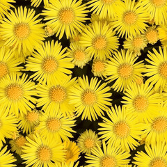 Fototapeta premium Closeup of bright yellow coltsfoot flowers, seamless pattern