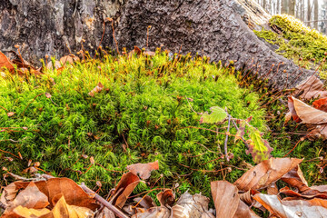 Forest, Carpathians, Photos of nature - Europe, Eastern Europe, Romania 