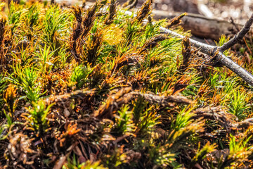 Forest, Carpathians, Photos of nature - Europe, Eastern Europe, Romania 