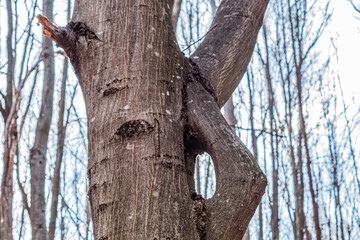 Forest, Carpathians, Photos of nature - Europe, Eastern Europe, Romania 
