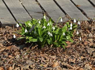 Galanthus woronowii, green snowdrop or Woronow's snowdrop near path on spring day