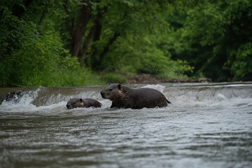 Fototapeta premium Beavers swimming in a river with lush green forest background showcasing wildlife habitat and natural beauty