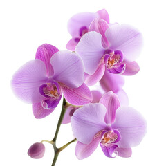 A cluster of delicate purple orchids with intricate patterns and vibrant colors, showcasing their natural beauty.