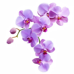 Fototapeta premium A stunning arrangement of purple orchids showcasing delicate petals and vibrant colors.