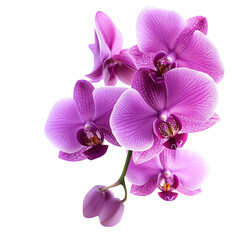 Obraz premium A vibrant cluster of pink orchids showcasing intricate petals and delicate details.