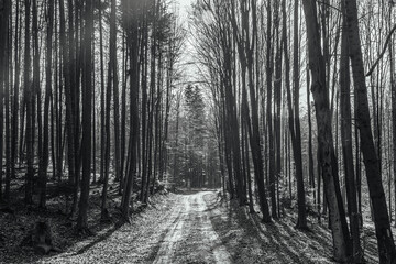 Fototapeta premium Forest, Carpathians, Photos of nature - Europe, Eastern Europe, Romania 