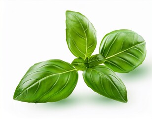 Fototapeta premium vibrant green fresh basil sprig cut out stock