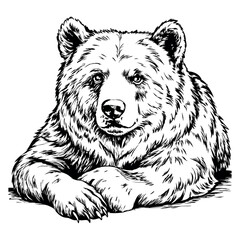 A bear is laying down on a white background
